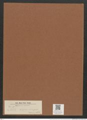 Nitzschia inconspicua (de-Toni-Nr.: Genus 47, Species 2139) Zeichnungen Sammlung Grunow Mappe 02271 (Herbarium_W_Grunow_drawings_Folder_02271)